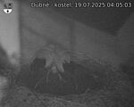 Capi_Dubne_20250719_040503.jpg