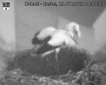 Capi_Dubne_20250719_045003.jpg