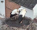 Capi_Dubne_20250719_051003.jpg