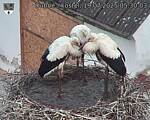 Capi_Dubne_20250719_053003.jpg