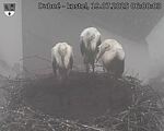 Capi_Dubne_20250719_060003.jpg