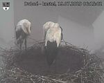 Capi_Dubne_20250719_061502.jpg