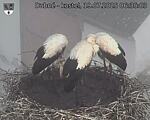 Capi_Dubne_20250719_063503.jpg