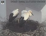 Capi_Dubne_20250719_064003.jpg
