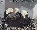Capi_Dubne_20250719_064503.jpg
