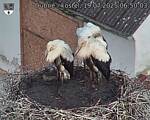 Capi_Dubne_20250719_065003.jpg
