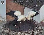 Capi_Dubne_20250719_070003.jpg
