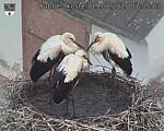 Capi_Dubne_20250719_070503.jpg