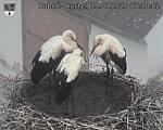 Capi_Dubne_20250719_071002.jpg