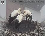 Capi_Dubne_20250719_071503.jpg