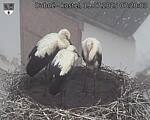 Capi_Dubne_20250719_072003.jpg