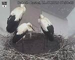 Capi_Dubne_20250719_073003.jpg
