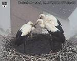 Capi_Dubne_20250719_073503.jpg