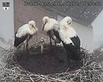Capi_Dubne_20250719_075002.jpg
