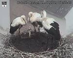 Capi_Dubne_20250719_075503.jpg