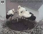 Capi_Dubne_20250719_080002.jpg