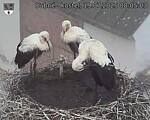 Capi_Dubne_20250719_080503.jpg