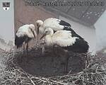Capi_Dubne_20250719_081503.jpg