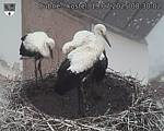 Capi_Dubne_20250719_083002.jpg