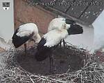 Capi_Dubne_20250719_083503.jpg