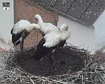 Capi_Dubne_20250719_084002.jpg