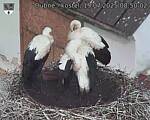 Capi_Dubne_20250719_085002.jpg