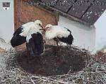 Capi_Dubne_20250719_085503.jpg