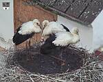 Capi_Dubne_20250719_090003.jpg