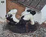 Capi_Dubne_20250719_090503.jpg