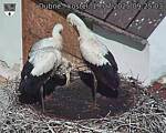 Capi_Dubne_20250719_092503.jpg