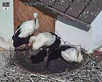 Capi_Dubne_20250719_093503.jpg