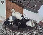 Capi_Dubne_20250719_094002.jpg