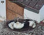 Capi_Dubne_20250719_100503.jpg