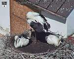 Capi_Dubne_20250719_103502.jpg