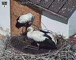 Capi_Dubne_20250719_105003.jpg