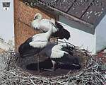 Capi_Dubne_20250719_105503.jpg