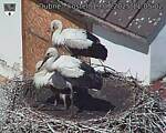 Capi_Dubne_20250719_110502.jpg