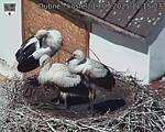 Capi_Dubne_20250719_111503.jpg