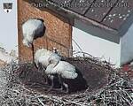 Capi_Dubne_20250719_112002.jpg