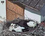Capi_Dubne_20250719_115002.jpg