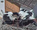 Capi_Dubne_20250719_121502.jpg