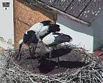 Capi_Dubne_20250719_122002.jpg