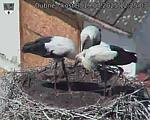 Capi_Dubne_20250719_122503.jpg