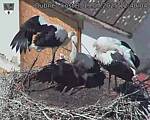 Capi_Dubne_20250719_124004.jpg