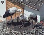 Capi_Dubne_20250719_124503.jpg