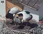 Capi_Dubne_20250719_130003.jpg