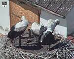 Capi_Dubne_20250719_131003.jpg