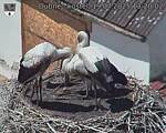 Capi_Dubne_20250719_132002.jpg