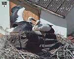 Capi_Dubne_20250719_132503.jpg