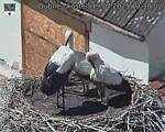 Capi_Dubne_20250719_133002.jpg